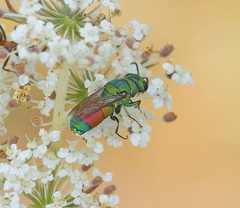 Chrysis splendidula