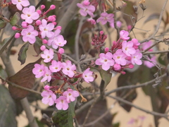 Luculia gratissima, photograph (c) Sagnik Dutta Roy, some rights reserved (CC BY)
