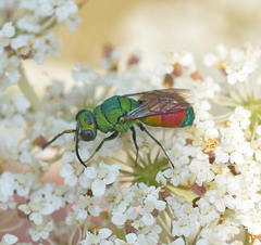 Chrysis splendidula