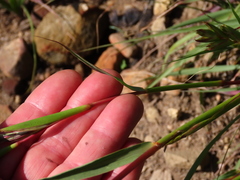Cymbopogon marginatus