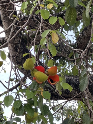 Sterculia balanghas, photograph 5