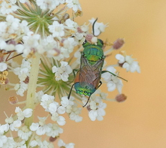 Chrysis splendidula