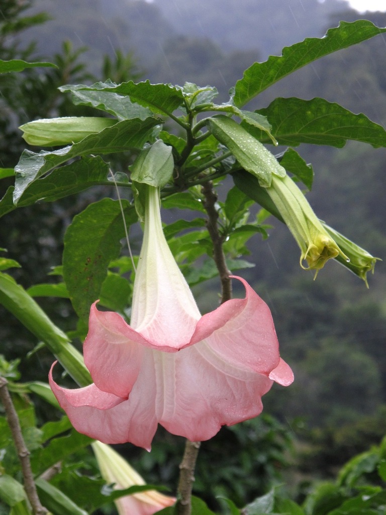devil's and angel's trumpets