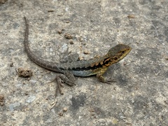 Tawny Dragon photo 3