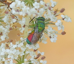 Chrysis splendidula