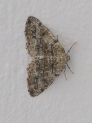 Cleorodes lichenaria