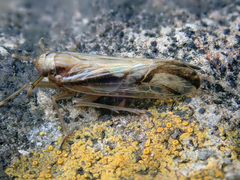 Delphax pulchellus