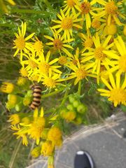 Tyria jacobaeae