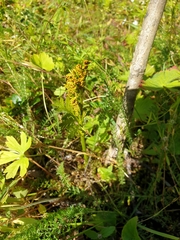 Botrychium lanceolatum