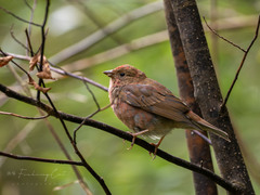 Blanford's Rosefinch photo 4
