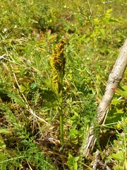 Botrychium lanceolatum