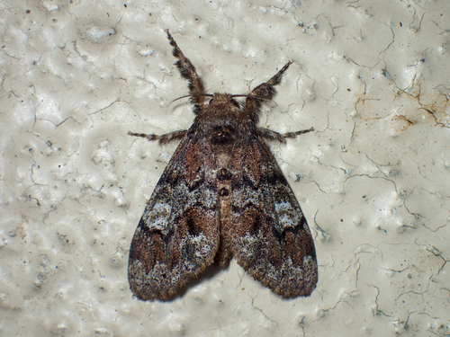 Manto Tussock Moth photo 2