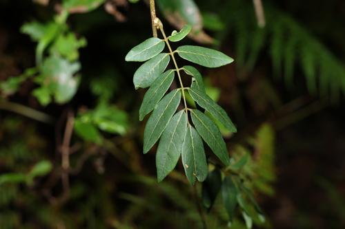 Image of Brachypterum involutum by (c) Greg Tasney, some rights reserved (CC BY-SA)