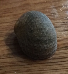 Nerita erythrostoma
