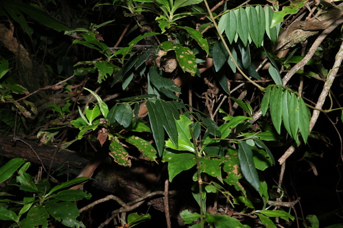 Image of Brachypterum involutum by (c) Greg Tasney, some rights reserved (CC BY-SA)