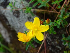 Hypericum nagasawae