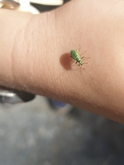 Phyllobius arborator