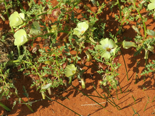 Grielum sinuatum (Grielum sinuatum)