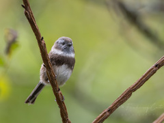 Sooty Bushtit photo 3