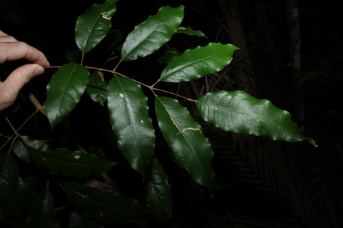 Image of Canarium australasicum by (c) Greg Tasney, some rights reserved (CC BY-SA)
