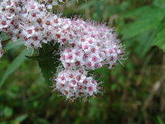Spiraea formosana