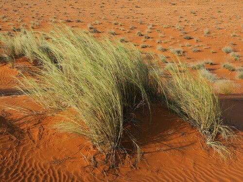 Image of Stipagrostis sabulicola by no rights reserved