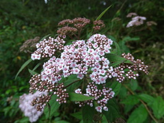 Spiraea formosana
