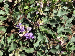 Dolichos decumbens