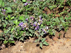 Dolichos decumbens