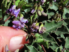 Dolichos decumbens