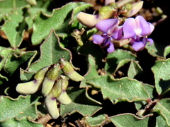 Dolichos decumbens