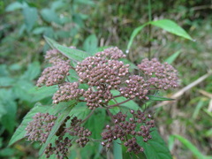Spiraea formosana