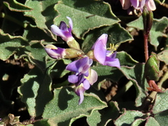 Dolichos decumbens