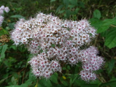 Spiraea formosana