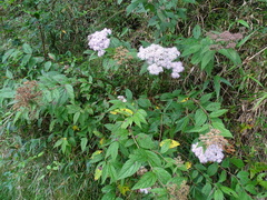 Spiraea formosana