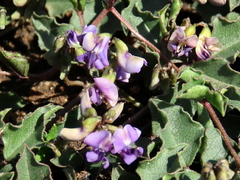 Dolichos decumbens