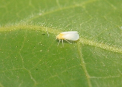 Tetraleurodes acaciae