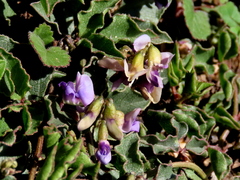Dolichos decumbens
