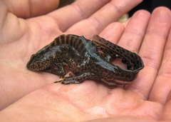 Ommatotriton ophryticus