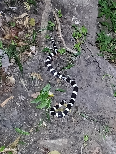 Eastern Bandy Bandy sighting