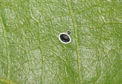 Tetraleurodes acaciae