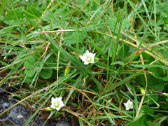 Gentiana flavomaculata