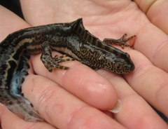 Ommatotriton ophryticus