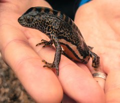 Ommatotriton ophryticus