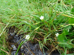 Gentiana flavomaculata