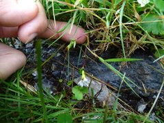 Gentiana flavomaculata