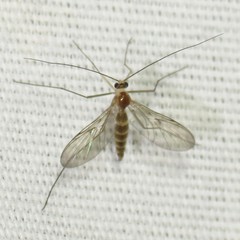 Macrocera