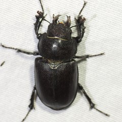 Lucanus mazama