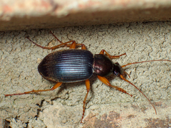 Chlaenius erythropus