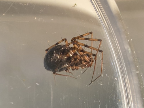 Megalepthyphantes collinus